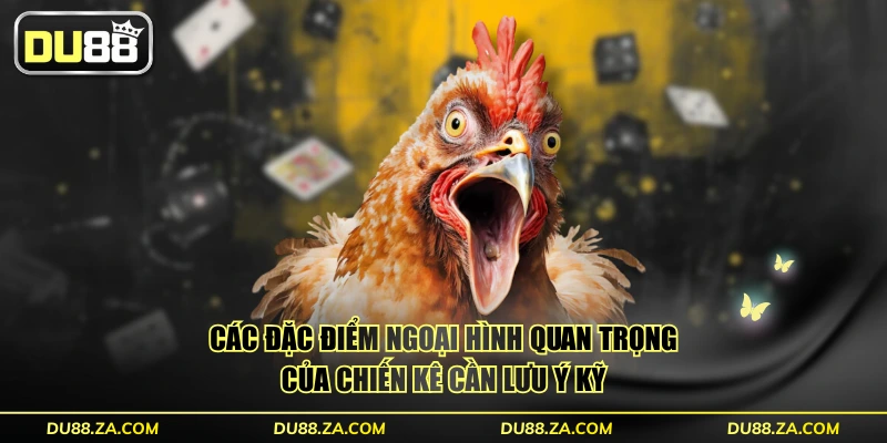 Cách Chọn Chiến Kê - 3 Tiêu Chí Bách Chiến Bách Thắng 3 Các đặc điểm ngoại hình quan trọng của chiến kê cần lưu ý kỹ