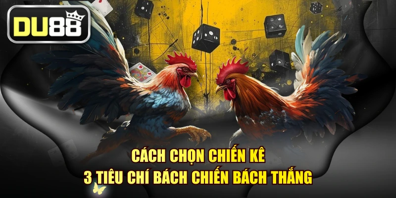 Cách Chọn Chiến Kê - 3 Tiêu Chí Bách Chiến Bách Thắng 1 Cách Chọn Chiến Kê - 3 Tiêu Chí Bách Chiến Bách Thắng
