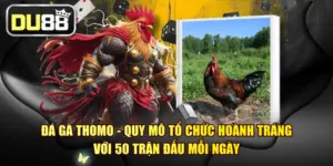 Đá Gà Thomo - Quy Mô Tổ Chức Hoành Tráng Với 50 Trận Đấu