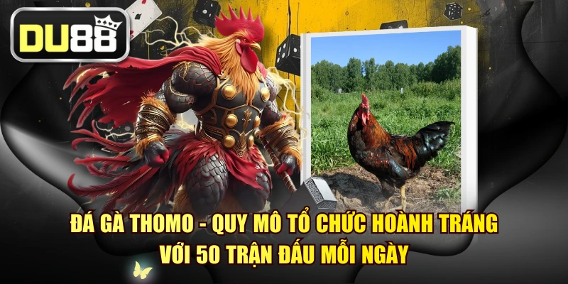 Đá Gà Thomo - Quy Mô Tổ Chức Hoành Tráng Với 50 Trận Đấu