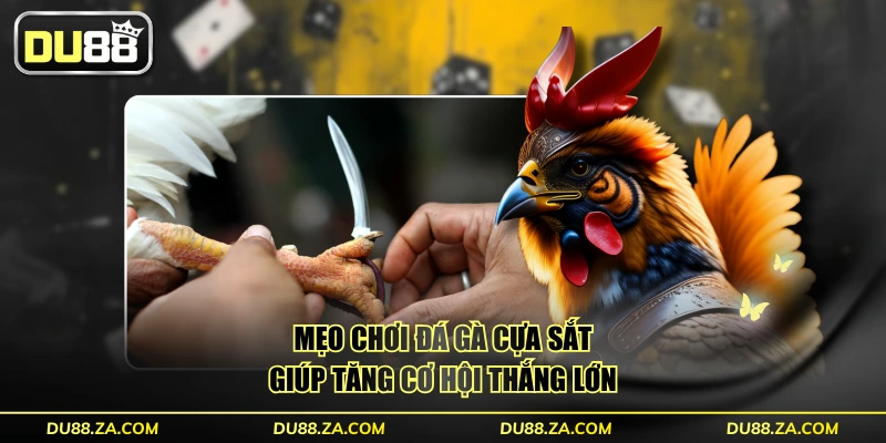 Mẹo chơi đá gà cựa sắt giúp tăng cơ hội thắng lớn