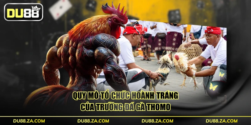 Quy mô tổ chức hoành tráng của trường đá gà Thomo