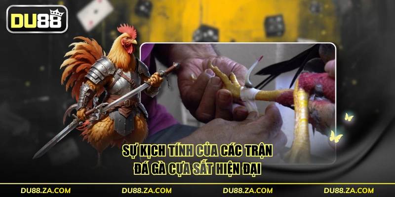 Sự kịch tính của các trận đá gà cựa sắt hiện đại