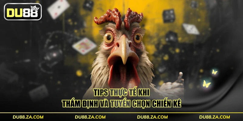 Cách Chọn Chiến Kê - 3 Tiêu Chí Bách Chiến Bách Thắng 4 Tips thực tế khi thẩm định và tuyển chọn chiến kê